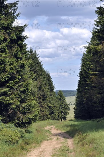 Path through pine forest in the nature reserve High Fens, Hautes Fagnes, Belgian Ardennes, Belgium, Europe