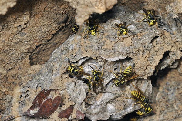 Common wasps (Vespula vulgaris) in underground nesting chamber, La Brenne, France, Europe