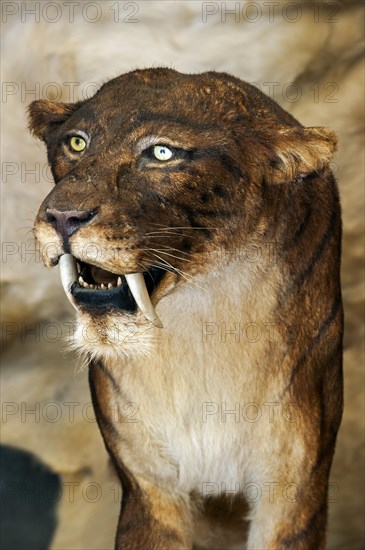 Close up of Smilodon, extinct saber-toothed cat at Prehisto Parc, theme park about prehistoric life at Tursac, Perigord, Dordogne, France, Europe