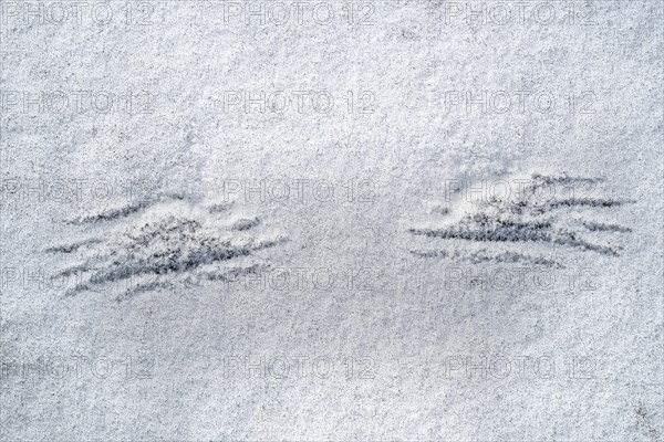 Imprints of wingtips, wing tips of bird taking off in the snow in winter