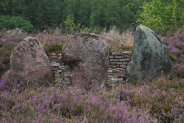 Passage grave at Oldendorfer Totenstatt, group of six burial mounds and megalith sites in Oldendorf near Amelinghausen, Lueneburg Heath, Lower Saxony, Germany, Europe