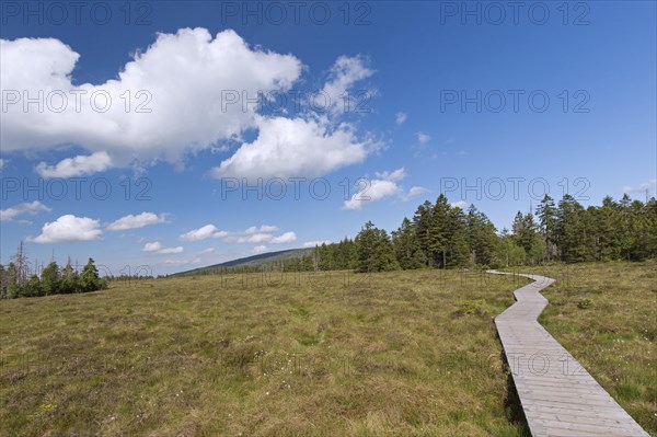 Wooden boardwalk, nature trail running through raised bog at Grosses Torfhausmoor, Radaubornmoor, Harz National Park, Lower Saxony, Germany, Europe