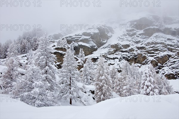 Larch trees in the snow in winter in mountain valley of the Gran Paradiso National Park, Valle d'Aosta, Italy, Europe