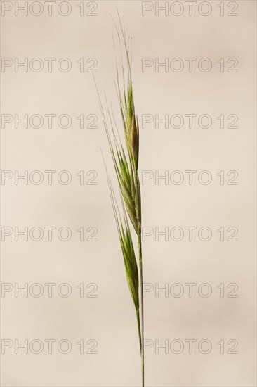 Squirrel-tail fescue, brome fescue (Vulpia bromoides) close up of spike