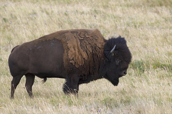 American bison, American buffalo (Bison bison) bull in summer, Waterton Lakes National Park, Alberta, Canada, North America