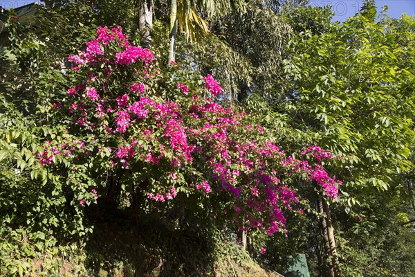 Pink Bougainvillea flowers in the Highlands of Sri Lanka, Asia