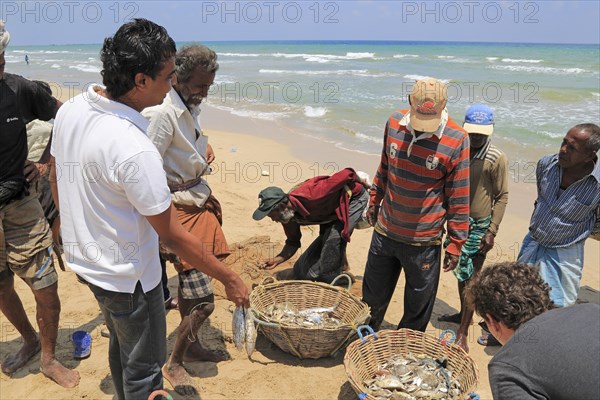 Traditional fishing hauling nets Nilavelli beach, near Trincomalee, Eastern province, Sri Lanka, Asia