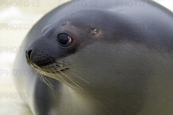 Hooded seal (Cystophora cristata), young female close-up, Germany, Europe