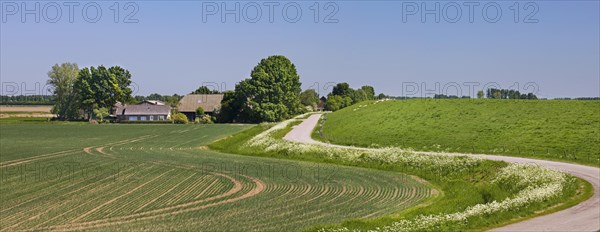 Rural landscape showing winding road, farm with farmland and dyke, dike in spring at Schouwen-Duiveland, Zeeland, the Netherlands