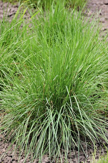 Crested hair grass, Crested hair-grass, Prairie June grass (Koeleria pyramidata), native to northern and eastern Europe