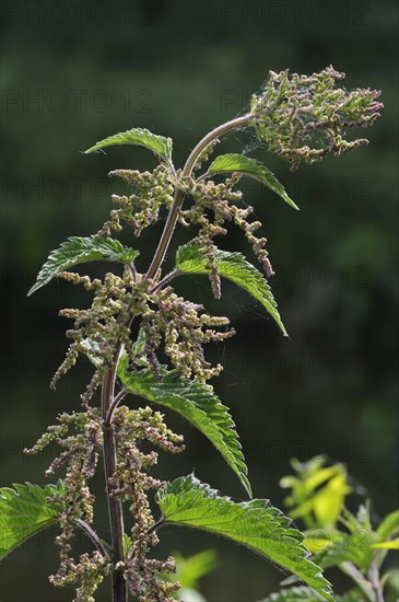 Stinging nettle, Common nettle (Urtica dioica), Belgium, Europe