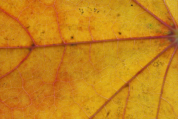 Norway maple (Acer platanoides) close up of leaf in orange autumn colours showing veins