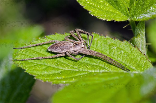 Nursery web spider (Pisaura mirabilis) on leaf