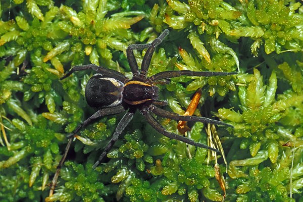 Raft spider, Jesus Spider (Dolomedes fimbriatus, Araneus fimbriatus) female on moss in bog, Germany, Europe
