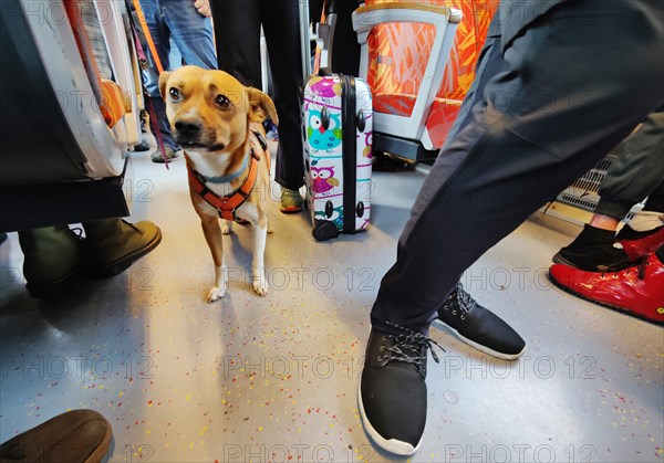 A dog in the full local train RE99 of the Hesse Landesbahn HLB on the way to Frankfurt am Main, Friedberg, Hesse, Germany, Europe