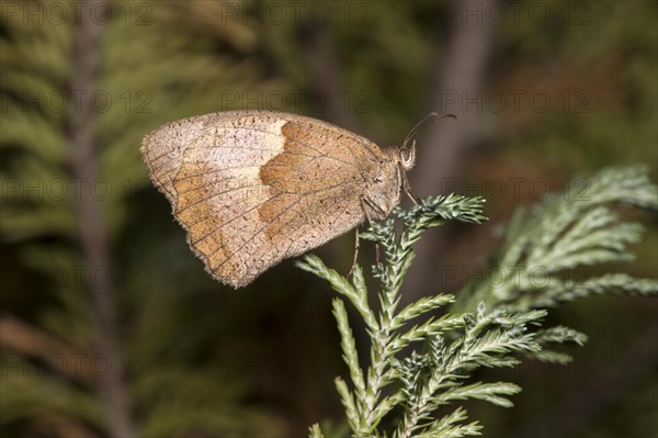 Butterfly meadow brown (Maniola jurtina) in resting position, Valais, Switzerland, Europe