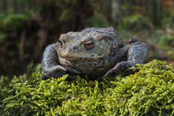 Common toad, European toad (Bufo bufo) on moss in forest in spring