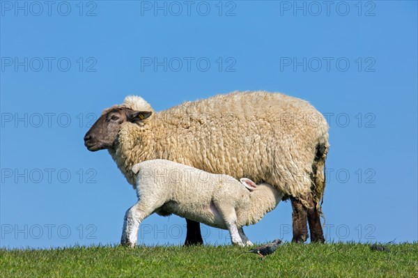 White domestic sheep ewe, female with suckling lamb in grassland, meadow in spring, Schleswig-Holstein, Germany, Europe