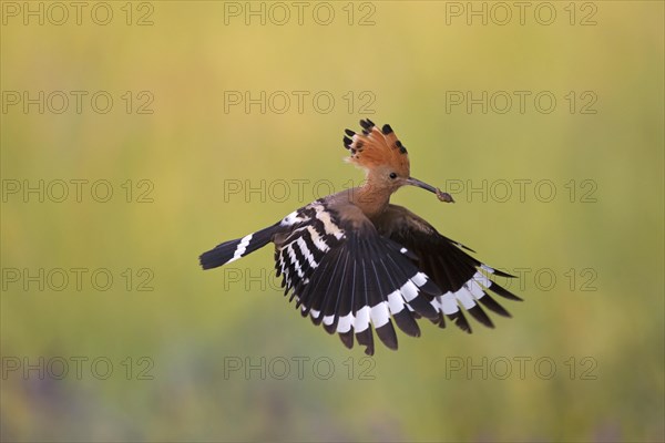 Eurasian hoopoe (Upupa epops) with erected crest feathers in flight over meadow with caught grub prey in beak