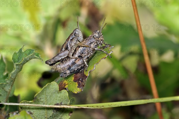 Pezotettix giornae, couple mating on leaf, La Brenne, France, Europe