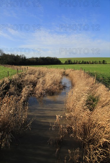 River Kennet flowing through reeds across fields at West Kennet, Wiltshire, England, UK