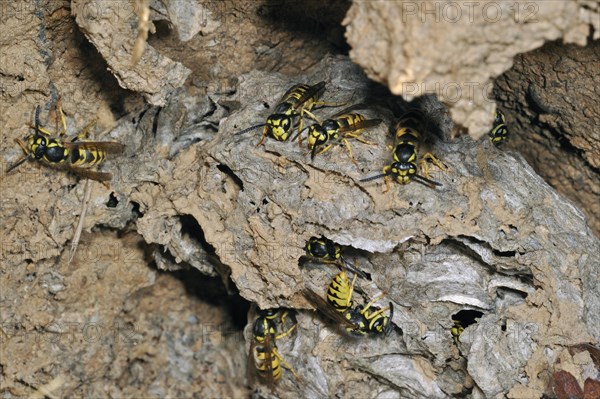 Common wasps (Vespula vulgaris) in underground nesting chamber, La Brenne, France, Europe