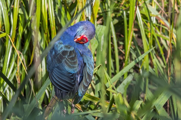 Western swamphen, sultana bird (Porphyrio porphyrio) preening feathers in reedbed of wetland