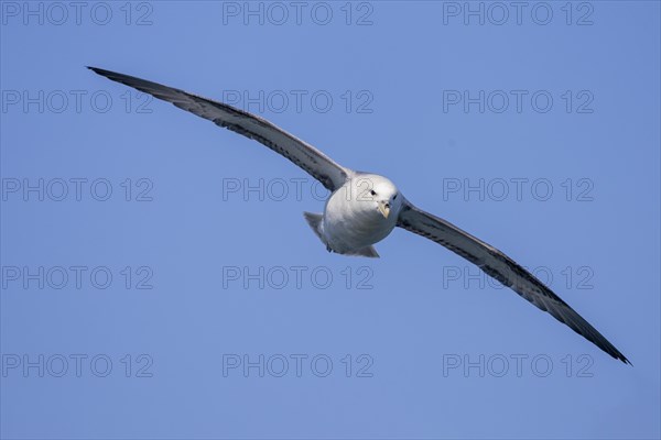 Northern fulmar (Fulmarus glacialis), in flight against the sky, Iceland, Europe