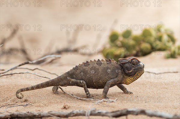 A chameleon moves through the sand of the desert, sand dune, safari, wildlife, Namibia, Africa