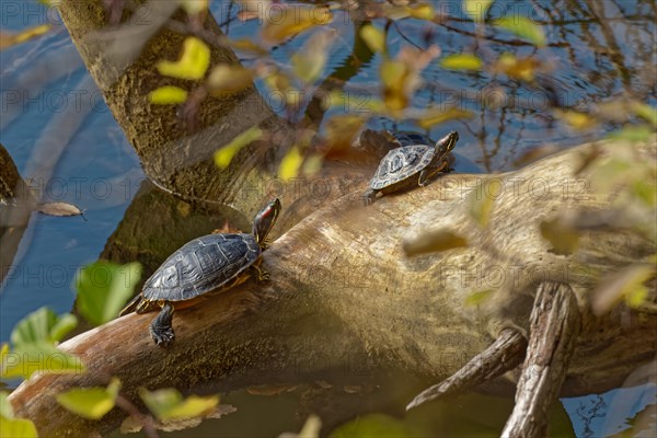 Two red-eared slider turtles, reptiles, turtles sunbathing on a tree trunk in the water, Baerensee, Stuttgart, Baden-Wuerttemberg, Germany, Europe