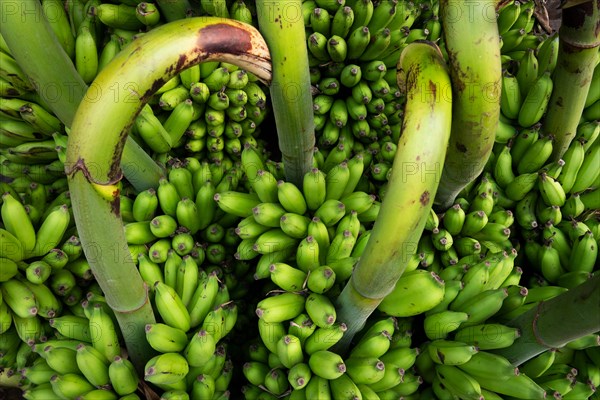 Banana trees, Pondicherry or Puducherry, Tamil Nadu, India, Asia