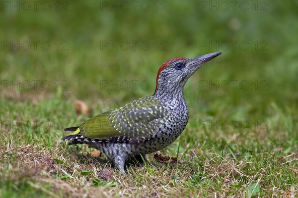 European green woodpecker (Picus viridis) juvenile foraging in grassland