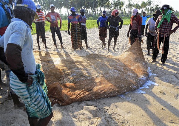 Traditional fishing catch landed in net Nilavelli beach, near Trincomalee, Eastern province, Sri Lanka, Asia