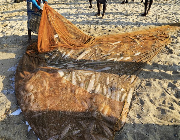 Traditional fishing catch landed in net Nilavelli beach, near Trincomalee, Eastern province, Sri Lanka, Asia