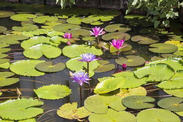 Nil Manel, blue water lily (Nymphaea stellata, or Nymphaea nouchali) at Dambulla, Sri Lanka, Asia