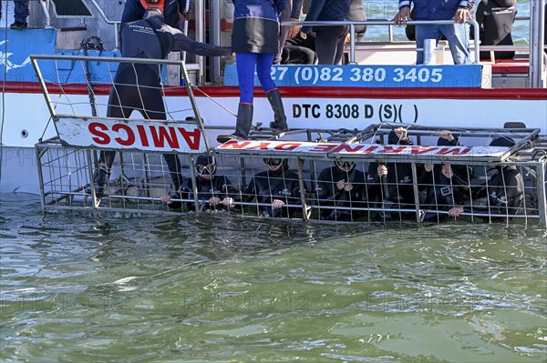 Tourists cage diving near Gaansbai, Western Cape Province, South Africa, Africa