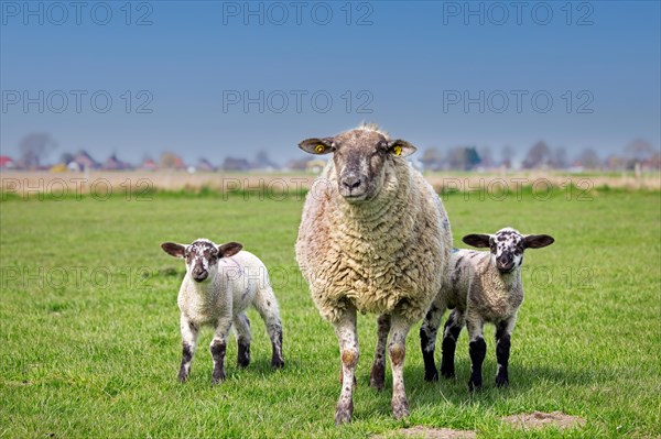 Domestic sheep ewe with twin black and white lambs in meadow, pasture in spring, Schleswig-Holstein, Germany, Europe