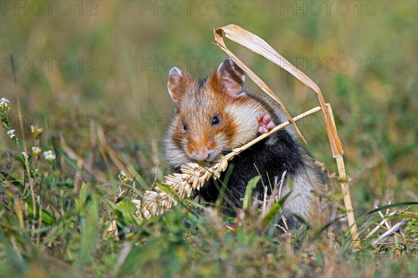 European hamster, Eurasian hamster, black-bellied hamster, common hamster (Cricetus cricetus) eating grains from wheat spike, wheat ear in field