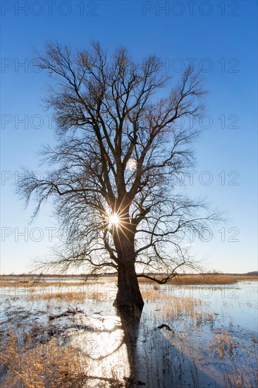 Sun shining through bare branches of tree on flooded river bank, riverbank at sunset in winter, Lower Saxony, Niedersachsen, Germany, Europe