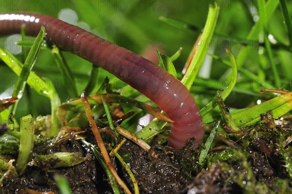 Common earthworm, lob worm (Lumbricus terrestris) burrowing into the ground in garden