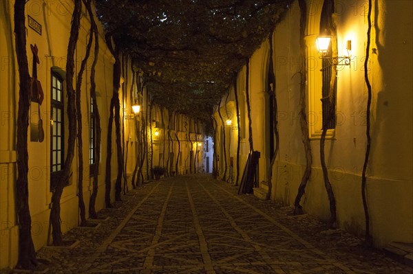 Historic cobbled street Calle Ciegos lit in evening, Gonzalez Byass bodega, Jerez de la Frontera, Spain, Europe