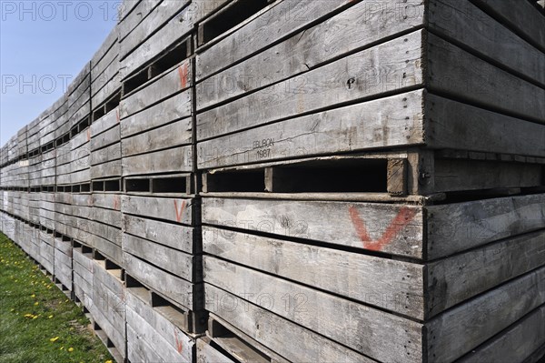 Piled up wooden crates for harvested fruit in orchard, Haspengouw, Belgium, Europe