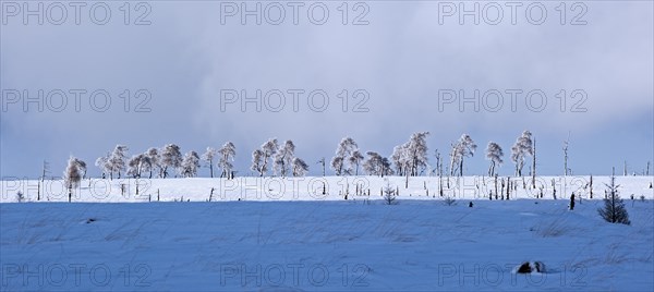 Snow covered burned trees in frozen moorland at Noir Flohay in the nature reserve High Fens, Hautes Fagnes in winter, Belgian Ardennes, Belgium, Europe