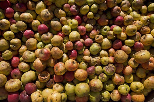 Pile of fallen apples for the production of fruit juice, Hesbaye, Belgium, Europe