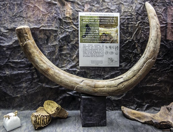 Mammoth tusk, teeth and other remains at museum of the Pech Merle cave, Cabrerets, Lot, Midi-Pyrenees, France, Europe