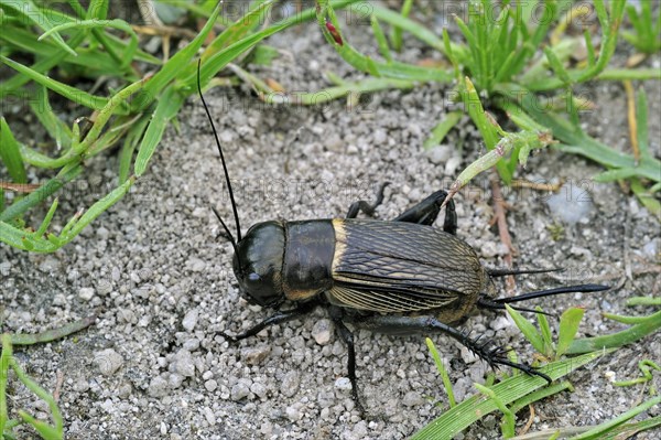 Field cricket (Gryllus campestris) female showing ovipositor for laying eggs