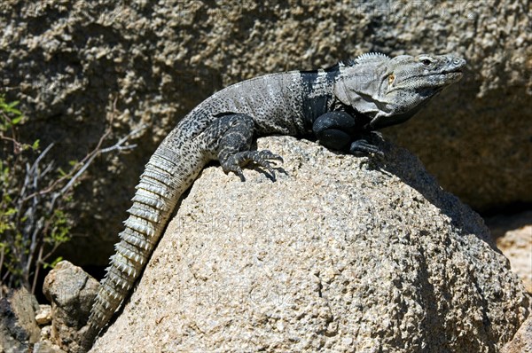 Cape spinytail iguana, Cape Spiny-tailed Iguana, Sonoran Spiny-tailed Iguana (Ctenosaura hemilopha macrolopha) basking on rock, native to Mexico