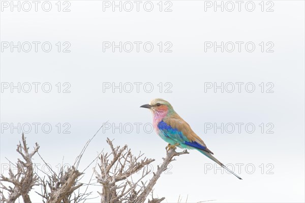 Forked Roller, Roller, Lilac Roller Portrait, a colourful bird resting on a dry branch, insectivore, safari, wildlife, Etosha National Park, Namibia, Africa