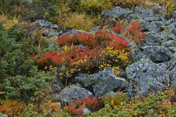 Autumn colours of shrubbery in the mountains of the Swiss National Park at Graubuenden, Grisons in the Alps, Switzerland, Europe