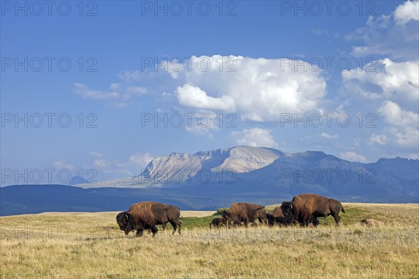 American bison, American buffalo (Bison bison) herd in summer, Waterton Lakes National Park, Alberta, Canada, North America